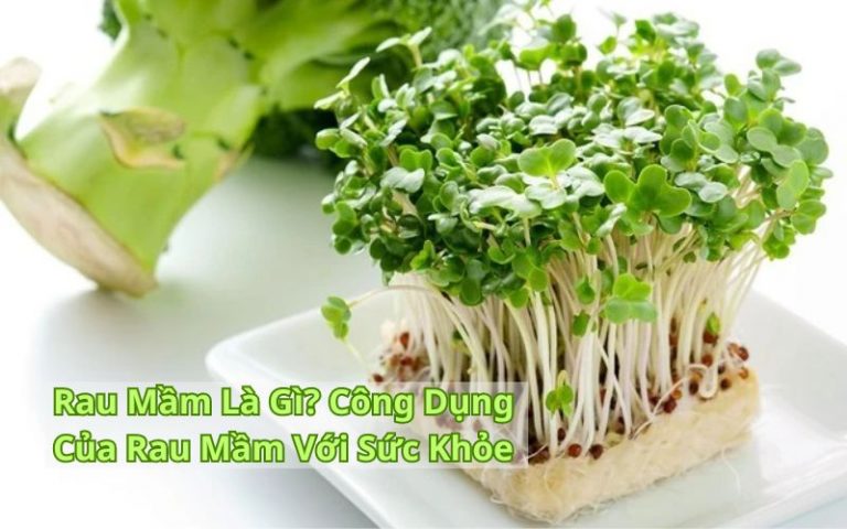 Rau Mầm Là Gì? Công Dụng Của Rau Mầm Đối Với Sức Khỏe