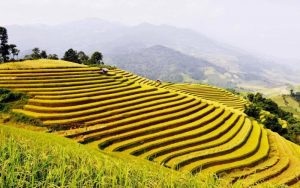 Ruộng bậc thang Hoàng Su Phì