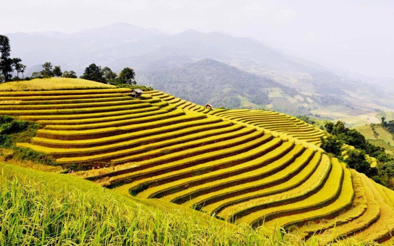 Ruộng bậc thang Hoàng Su Phì